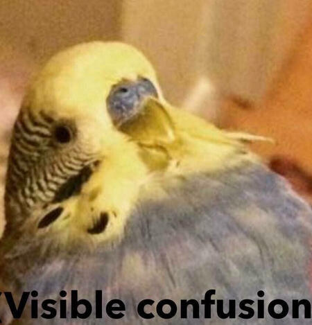 A male budgie with a yellow head and blue body with black face markings. The photo has the text "Visible confusion"